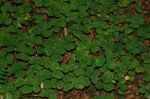 Shamrocks