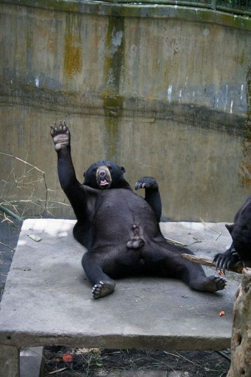 I think this picture of this bear says it all