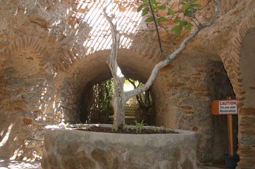 This tree is about ten feet underground