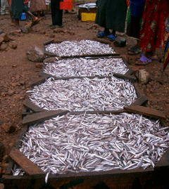 A pile of Daga at a Tanzania market.