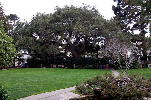 Large fig tree in Carmel.